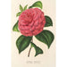Camellia Clodia - Charles Antoine Lemaire — näkymä teoksesta