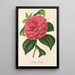 Camellia Clodia - Charles Antoine Lemaire — kehystetty taideteos seinällä