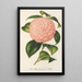 Maalauksen jäljennös Camellia Comte de Toll - Charles Antoine Lemaire