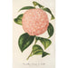 Maalauksen jäljennös Camellia Comte de Toll - Charles Antoine Lemaire
