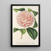 Maalauksen jäljennös Camellia Comtesse Lavinia Maggi - Charles Antoine Lemaire
