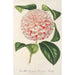 Maalauksen jäljennös Camellia Comtesse Lavinia Maggi - Charles Antoine Lemaire