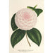 Camellia Constantin Trtiakoff hybrid - Charles Antoine Lemaire — näkymä teoksesta
