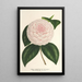 Camellia Constantin Trtiakoff hybrid - Charles Antoine Lemaire — kehystetty taideteos seinällä