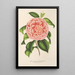 Maalauksen jäljennös Camellia Contessa Pasolini - Charles Antoine Lemaire