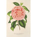 Maalauksen jäljennös Camellia Contessa Pasolini - Charles Antoine Lemaire