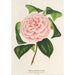 Camellia Contessa Tozzoni - Charles Antoine Lemaire — näkymä teoksesta