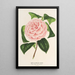 Camellia Contessa Tozzoni - Charles Antoine Lemaire — kehystetty taideteos seinällä