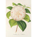 Camellia Cora L Barton - Charles Antoine Lemaire — näkymä teoksesta