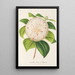 Camellia Cora L Barton - Charles Antoine Lemaire — kehystetty taideteos seinällä