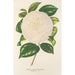 Camellia Dionisia Poniatowski - Charles Antoine Lemaire — näkymä teoksesta