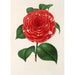 Camellia Don Carlos Ferdinando - Charles Antoine Lemaire — näkymä teoksesta