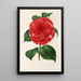 Camellia Don Carlos Ferdinando - Charles Antoine Lemaire — kehystetty taideteos seinällä