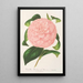 Maalauksen jäljennös Camellia Duchesse de Nassau - Charles Antoine Lemaire