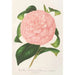 Maalauksen jäljennös Camellia Duchesse de Nassau - Charles Antoine Lemaire