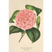 Camellia Elvina Delli - Charles Antoine Lemaire — näkymä teoksesta