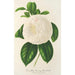 Camellia Fanny Sanchioli - Charles Antoine Lemaire — näkymä teoksesta
