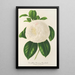 Camellia Fanny Sanchioli - Charles Antoine Lemaire — kehystetty taideteos seinällä