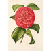Camellia Francesco Burlamachi - Charles Antoine Lemaire — näkymä teoksesta
