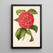 Camellia Francesco Burlamachi - Charles Antoine Lemaire — kehystetty taideteos seinällä