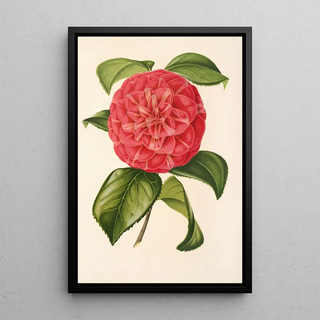 Charles Antoine Lemaire - Camellia Francesco Burlamachi.webp