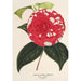Camellia Giardino Santarelli - Charles Antoine Lemaire — näkymä teoksesta
