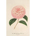 Maalauksen jäljennös Camellia Giardino Schmitz - Charles Antoine Lemaire