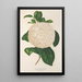 Maalauksen jäljennös Camellia Giuseppe Biasi - Charles Antoine Lemaire