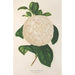 Maalauksen jäljennös Camellia Giuseppe Biasi - Charles Antoine Lemaire