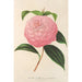 Camellia Isabella Orsini Franchetti - Charles Antoine Lemaire — näkymä teoksesta