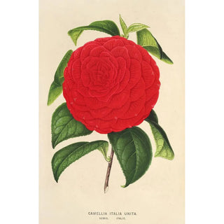 Charles Antoine Lemaire - Camellia Italia unita.webp