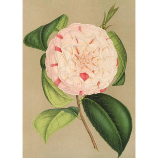 Charles Antoine Lemaire - Camellia Luisa Bartoloni.webp