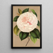 Maalauksen jäljennös Camellia Madame Cachet - Charles Antoine Lemaire