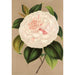 Maalauksen jäljennös Camellia Madame Cachet - Charles Antoine Lemaire