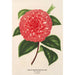 Camellia Madame Rudolph Abel - Charles Antoine Lemaire — näkymä teoksesta