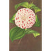 Camellia Madame Verschaffelt - Charles Antoine Lemaire — näkymä teoksesta