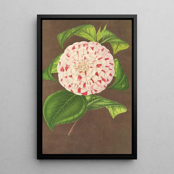 Charles Antoine Lemaire - Camellia Madame Verschaffelt.webp