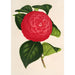 Camellia Marchesa Davia - Charles Antoine Lemaire — näkymä teoksesta