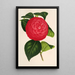 Camellia Marchesa Davia - Charles Antoine Lemaire — kehystetty taideteos seinällä