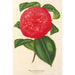 Camellia Marianna Talenti - Charles Antoine Lemaire — näkymä teoksesta