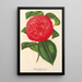 Camellia Marianna Talenti - Charles Antoine Lemaire — kehystetty taideteos seinällä