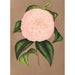 Maalauksen jäljennös Camellia Mistress Dombrain - Charles Antoine Lemaire