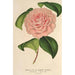 Camellia Mme de Cannart d'Hamal - Charles Antoine Lemaire — näkymä teoksesta