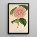 Camellia Mme de Cannart d'Hamal - Charles Antoine Lemaire — kehystetty taideteos seinällä