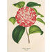 Camellia Nazzari - Charles Antoine Lemaire — näkymä teoksesta