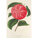 Camellia Ninfa del Tebro - Charles Antoine Lemaire — näkymä teoksesta
