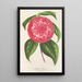 Maalauksen jäljennös Camellia Petazzi - Charles Antoine Lemaire