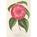 Maalauksen jäljennös Camellia Petazzi - Charles Antoine Lemaire