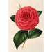 Camellia Poldina Vanturi - Charles Antoine Lemaire — näkymä teoksesta