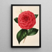 Camellia Poldina Vanturi - Charles Antoine Lemaire — kehystetty taideteos seinällä